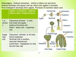Embryogeny - Embryo formation – similar in Mono cot and dicot
Embryo develops micropylar end sac where the zygote is situated.
First endosperm develops then zygote. Provision of nutrition taken care
Zygote – proembryo – globular
mature heart shaped embryo

1 st
Transverse division – 2 cells
divisio Cell twds micropyle
n
embryo/terminal cell
Other – basal cell / suspensor
cell
Suspe
nsor
cell

Transverse division, 6-10 cells
forms suspensor
Terminal cell is swollen,
vesicular Haustorium
Lowermost – hypophysis to root
tip and root cap

34

 
