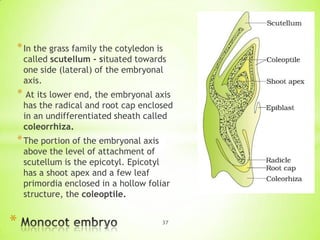 * In the grass family the cotyledon is

called scutellum - situated towards
one side (lateral) of the embryonal
axis.

* At its lower end, the embryonal axis

has the radical and root cap enclosed
in an undifferentiated sheath called
coleorrhiza.

* The portion of the embryonal axis

above the level of attachment of
scutellum is the epicotyl. Epicotyl
has a shoot apex and a few leaf
primordia enclosed in a hollow foliar
structure, the coleoptile.

*

37

 