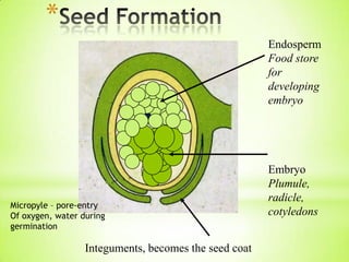 *
Endosperm
Food store
for
developing
embryo

Micropyle – pore-entry
Of oxygen, water during
germination

Integuments, becomes the seed coat

Embryo
Plumule,
radicle,
cotyledons

 
