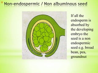 *
If all the
endosperm is
absorbed by
the developing
embryo the
seed is a non
endospermic
seed e.g. broad
bean, pea,
groundnut

 