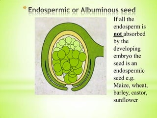 *
If all the
endosperm is
not absorbed
by the
developing
embryo the
seed is an
endospermic
seed e.g.
Maize, wheat,
barley, castor,
sunflower

 