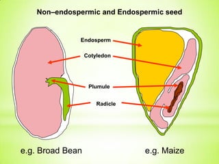 Non–endospermic and Endospermic seed

Endosperm

Cotyledon

Plumule
Radicle

e.g. Broad Bean

e.g. Maize

 