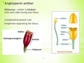 *
Dithecous - anther is bilobed
with each lobe having two theca

A longitudinal groove runs
lengthwise separating the theca.

5

 