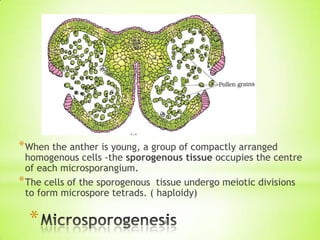 * When the anther is young, a group of compactly arranged

homogenous cells -the sporogenous tissue occupies the centre
of each microsporangium.
* The cells of the sporogenous tissue undergo meiotic divisions
to form microspore tetrads. ( haploidy)

*

9

 