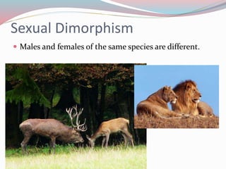 Sexual Dimorphism 
 Males and females of the same species are different. 
 