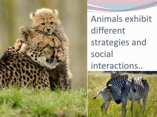 Animals exhibit 
different 
strategies and 
social 
interactions.. 
 