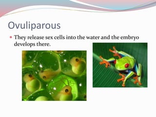 Ovuliparous 
 They release sex cells into the water and the embryo 
develops there. 
 