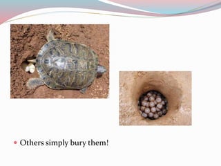  Others simply bury them! 
 