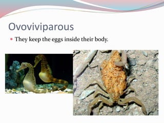 Ovoviviparous 
 They keep the eggs inside their body. 
 