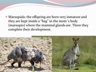  Marsupials: the offspring are born very inmature and 
they are kept inside a “bag” in the mom´s body 
(marsupio) where the mammal glands are. There they 
complete their development. 
 