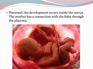  Placental: the development occurs inside the uterus. 
The mother has a connection with the baby through 
the placenta. 
 