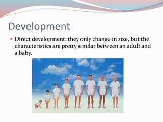 Development 
 Direct development: they only change in size, but the 
characteristics are pretty similar between an adult and 
a baby. 
 