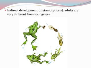 Indirect development (metamorphosis): adults are 
very different from youngsters. 
 