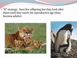  “K” strategy: have few offspring but they look after 
them until they reach the reproductive age (they 
become adults). 
 