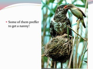  Some of them preffer 
to get a nanny! 
 