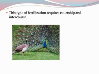  This type of fertilization requires courtship and 
intercourse. 
 