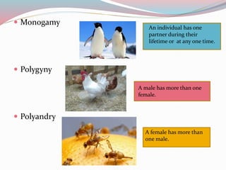 Monogamy 
 Polygyny 
 Polyandry 
An individual has one 
partner during their 
lifetime or at any one time. 
A male has more than one 
female. 
A female has more than 
one male. 
 