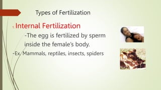Types of Fertilization
1. Internal Fertilization
-The egg is fertilized by sperm
inside the female’s body.
-Ex. Mammals, reptiles, insects, spiders
 