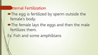 2. External Fertilization
The egg is fertilized by sperm outside the
female’s body.
The female lays the eggs and then the male
fertilizes them.
Ex. Fish and some amphibians
 