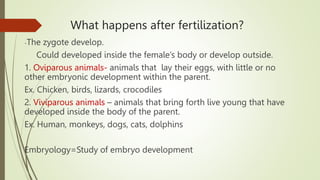 What happens after fertilization?
-The zygote develop.
Could developed inside the female’s body or develop outside.
1. Oviparous animals- animals that lay their eggs, with little or no
other embryonic development within the parent.
Ex. Chicken, birds, lizards, crocodiles
2. Viviparous animals – animals that bring forth live young that have
developed inside the body of the parent.
Ex. Human, monkeys, dogs, cats, dolphins
Embryology=Study of embryo development
 