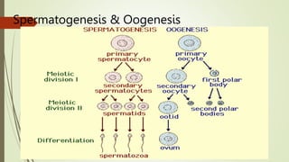 Spermatogenesis & Oogenesis
 