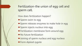 Fertilization-the union of egg cell and
sperm cell.
How does fertilization happen?
Sperm swim to egg
Sperm releases enzymes to make hole in egg
Sperm injects nucleus into egg
Fertilization membrane form around egg
No future fertilization
Joining of sperm nucleus and egg nucleus
Form diploid zygote
 