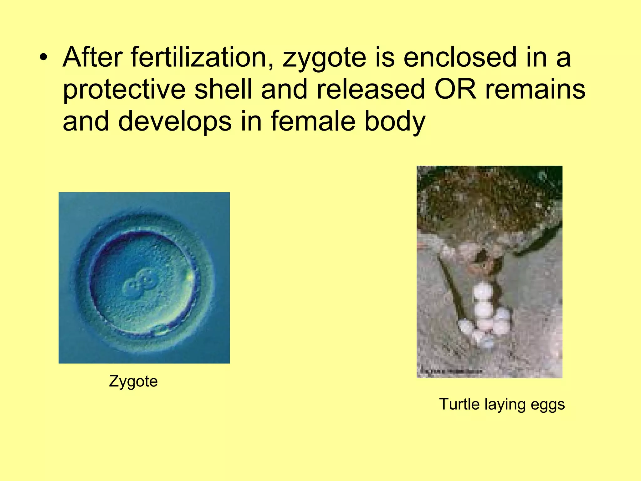 Sexual Reproduction In Animals | PPT
