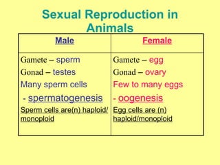Sexual Reproduction in Animals Gamete  –  egg Gonad  –  ovary Few to many eggs -  oogenesis Egg cells are (n) haploid/monoploid Gamete   –  sperm Gonad  –  testes Many sperm cells -  spermatogenesis Sperm cells are(n) haploid/monoploid Female Male 