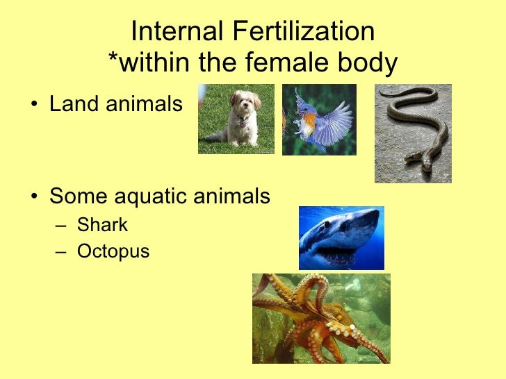 Sexual Reproduction In Animals