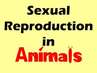 Sexual Reproduction in animals