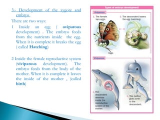 Oviparous Development Sexual reproduction in animals | PPT