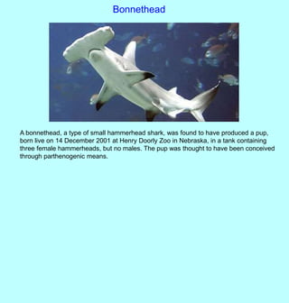 Sexual reproduction in animals teacher | PPTX