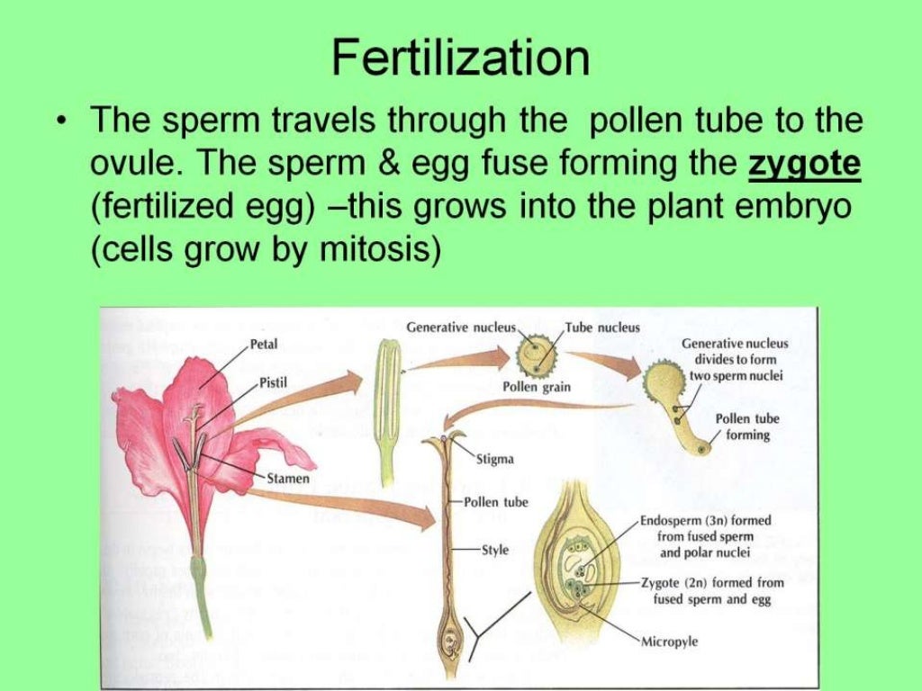 Sexual reproduction in flowering plants Sexual reproduction in flowering plants