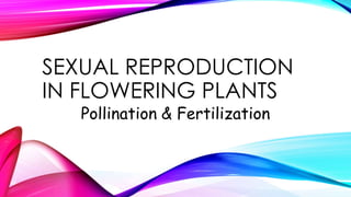 SEXUAL REPRODUCTION
IN FLOWERING PLANTS
Pollination & Fertilization
 