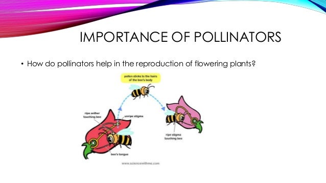 Sexual Reproduction in Flowering Plants