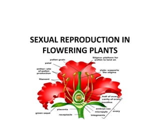 SEXUAL REPRODUCTION IN
FLOWERING PLANTS
 