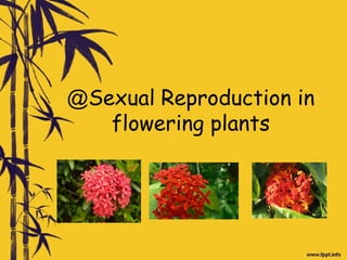 @Sexual Reproduction in
flowering plants
 