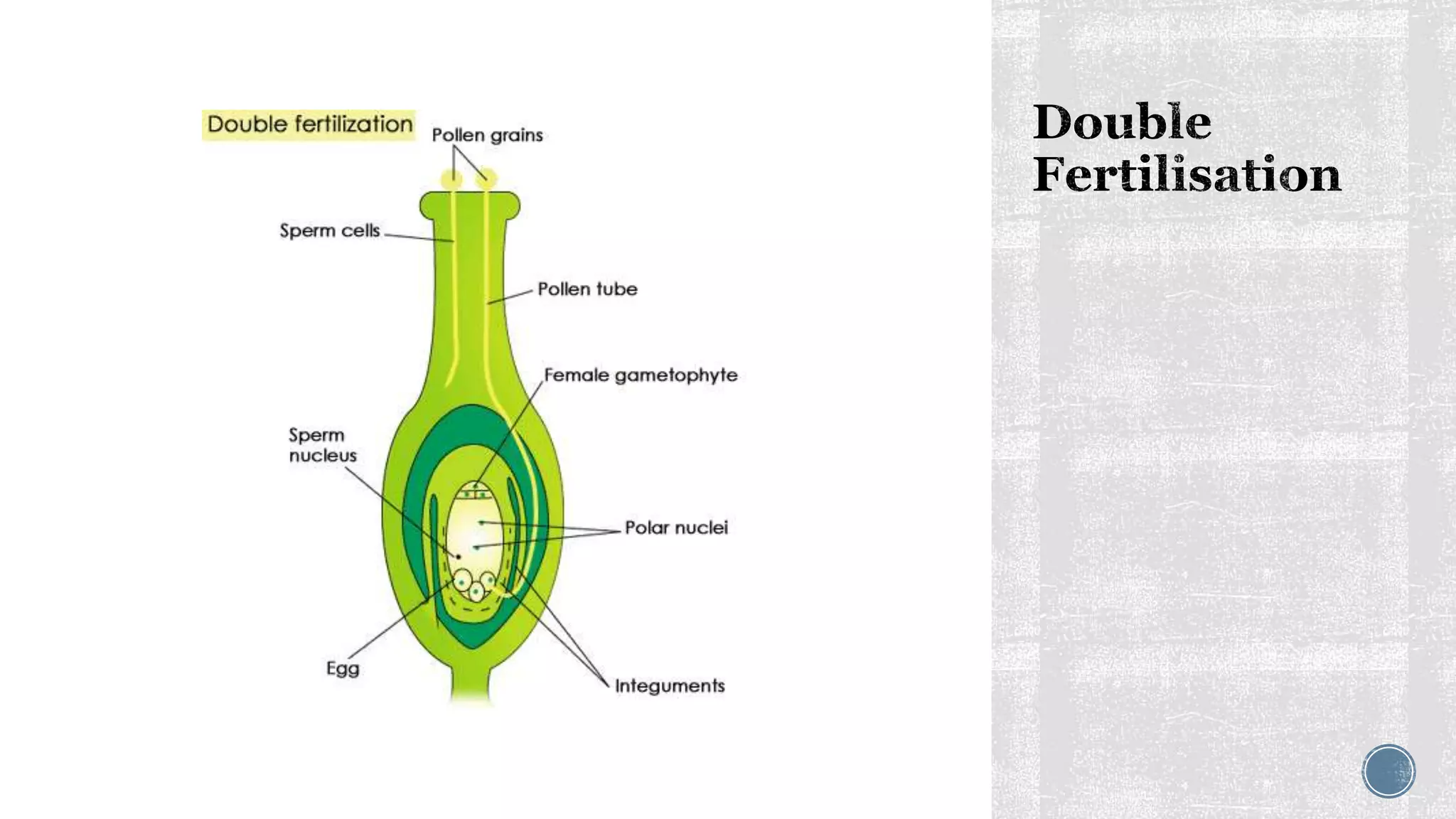 Sexual reproduction in flowering plants | PPT