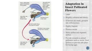Sexual reproduction in flowering plants | PPTX