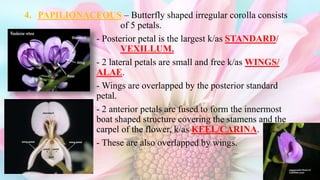 Sexual reproduction in flowering plants | PPTX