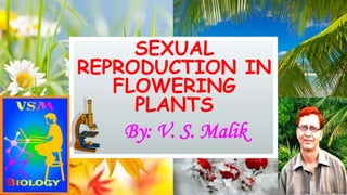 SEXUAL
REPRODUCTION IN
FLOWERING
PLANTS
By: V. S. Malik
 