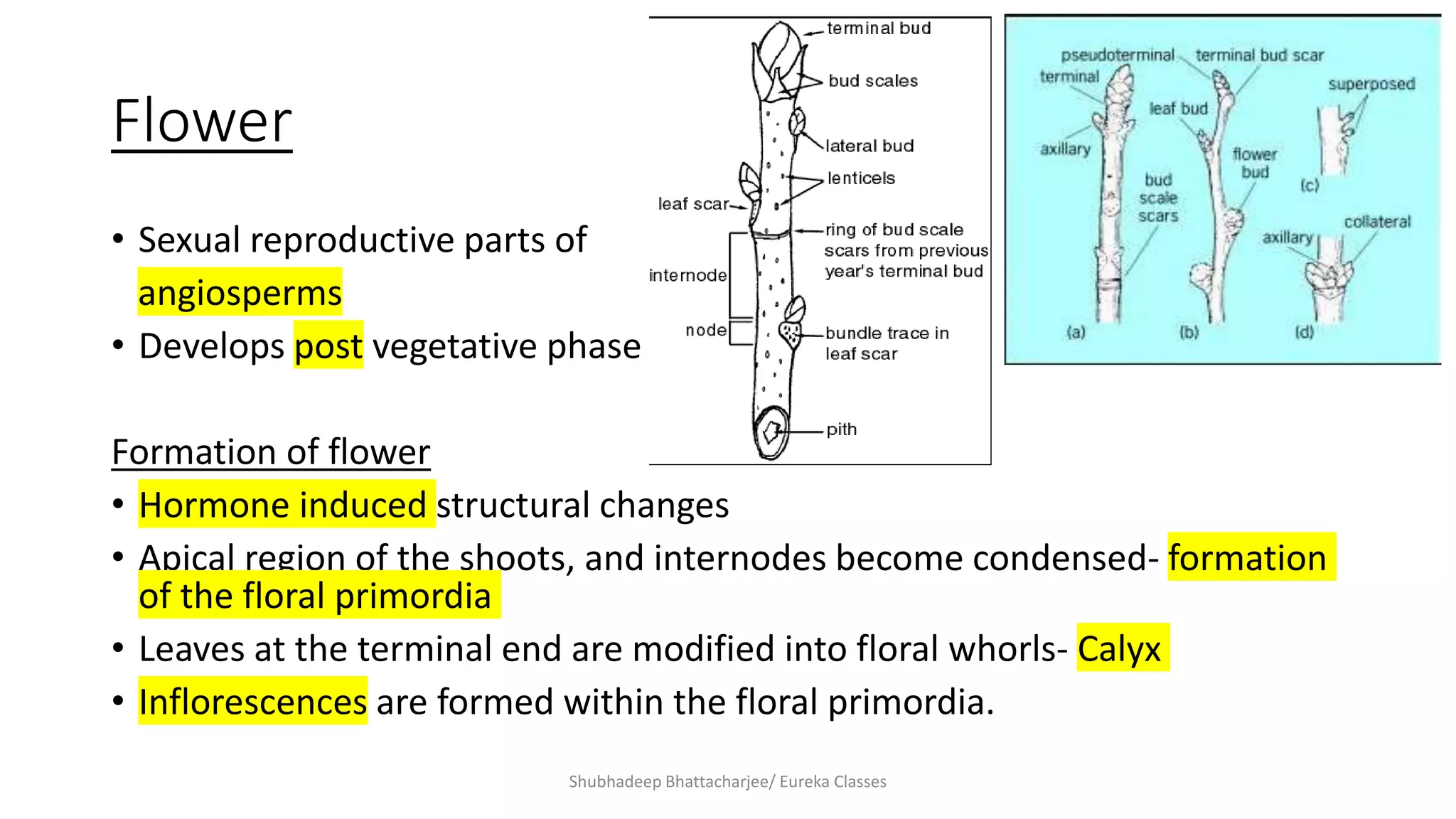 Sexual reproduction in flowering plants | PPT