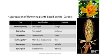 Sexual reproduction in flowering plants | PPTX
