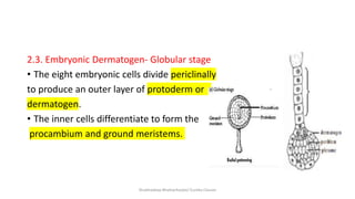 Protoderme Vegetal Sexual reproduction in flowering plants | PPTX