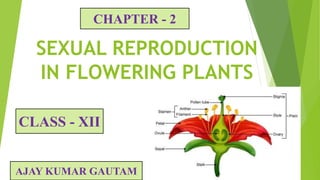 SEXUAL REPRODUCTION
IN FLOWERING PLANTS
AJAY KUMAR GAUTAM
CLASS - XII
CHAPTER - 2
 