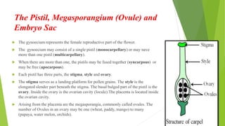 The Pistil, Megasporangium (Ovule) and
Embryo Sac
 The gynoecium represents the female reproductive part of the flower.
 The gynoecium may consist of a single pistil (monocarpellary) or may nave
more than one pistil (multicarpellary).
 When there are more than one, the pistils may be fused together (syncarpous) or
may be free (apocarpous).
 Each pistil has three parts, the stigma, style and ovary.
 The stigma serves as a landing platform for pollen grains. The style is the
elongated slender part beneath the stigma. The basal bulged part of the pistil is the
ovary. Inside the ovary is the ovarian cavity (locule).The placenta is located inside
the ovarian cavity.
 Arising from the placenta are the megasporangia, commonly called ovules. The
number of Ovules in an ovary may be one (wheat, paddy, mango) to many
(papaya, water melon, orchids).
 