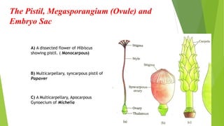 The Pistil, Megasporangium (Ovule) and
Embryo Sac
B) Multicarpellary, syncarpous pistil of
Papaver
A) A dissected flower of Hibiscus
showing pistil. ( Monocarpous)
C) A Multicarpellary, Apocarpous
Gynoecium of Michelia
 