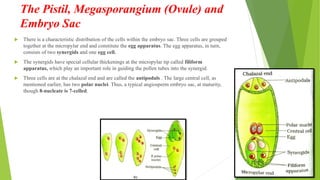  There is a characteristic distribution of the cells within the embryo sac. Three cells are grouped
together at the micropylar end and constitute the egg apparatus. The egg apparatus, in turn,
consists of two synergids and one egg cell.
 The synergids have special cellular thickenings at the micropylar tip called filiform
apparatus, which play an important role in guiding the pollen tubes into the synergid.
 Three cells are at the chalazal end and are called the antipodals . The large central cell, as
mentioned earlier, has two polar nuclei. Thus, a typical angiosperm embryo sac, at maturity,
though 8-nucleate is 7-celled.
The Pistil, Megasporangium (Ovule) and
Embryo Sac
 