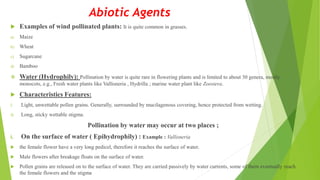 Abiotic Agents
 Examples of wind pollinated plants: It is quite common in grasses.
a) Maize
b) Wheat
c) Sugarcane
d) Bamboo
 Water (Hydrophily): Pollination by water is quite rare in flowering plants and is limited to about 30 genera, mostly
monocots, e.g., Fresh water plants like Vallisneria , Hydrilla ; marine water plant like Zoostera.
 Characteristics Features:
I. Light, unwettable pollen grains. Generally, surrounded by mucilagenous covering, hence protected from wetting.
II. Long, sticky wettable stigma.
Pollination by water may occur at two places ;
i. On the surface of water ( Epihydrophily) : Example : Vallisneria
 the female flower have a very long pedicel, therefore it reaches the surface of water.
 Male flowers after breakage floats on the surface of water.
 Pollen grains are released on to the surface of water. They are carried passively by water currents, some of them eventually reach
the female flowers and the stigma
 