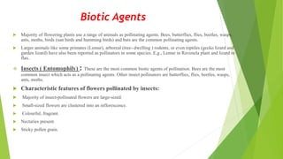  Majority of flowering plants use a range of animals as pollinating agents. Bees, butterflies, flies, beetles, wasps,
ants, moths, birds (sun birds and humming birds) and bats are the common pollinating agents.
 Larger animals like some primates (Lemur), arboreal (tree- dwelling ) rodents, or even reptiles (gecko lizard and
garden lizard) have also been reported as pollinators in some species. E.g., Lemur in Ravenela plant and lizard in
flax.
 Insects ( Entomophily) : These are the most common biotic agents of pollination. Bees are the most
common insect which acts as a pollinating agents. Other insect pollinators are butterflies, flies, beetles, wasps,
ants, moths.
 Characteristic features of flowers pollinated by insects:
 Majority of insect-pollinated flowers are large-sized.
 Small-sized flowers are clustered into an inflorescence.
 Colourful, fragrant.
 Nectaries present.
 Sticky pollen grain.
Biotic Agents
 